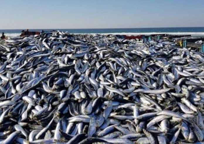 Sardine run 2019