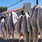Traditional Linefish Sector Under More Pressure