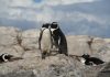 Adding to the Paper Trail in Pursuit of Protecting African Penguins