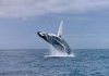 Algoa Bay Declared a Whale Heritage Site