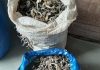 Mozambique Poacher of Dried Seahorses Charged, Illegal Trade Growing in Africa
