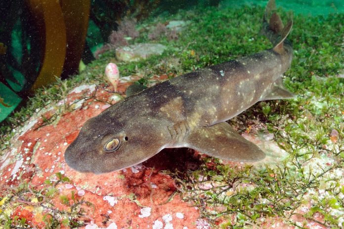 Puffadder Shyshark Credit Jean Tresfon (1)