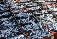 Sardine Precautionary Measure Still in Place