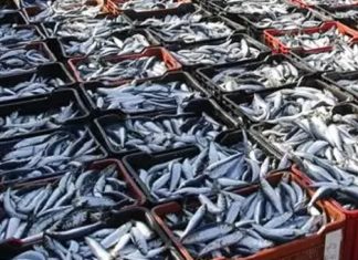 Sardine Precautionary Measure Still in Place