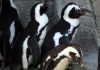 New Push to Invoke the Precautionary Principle over African Penguin Decline