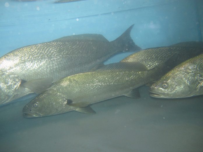 POEL Cob Brood Stock 2