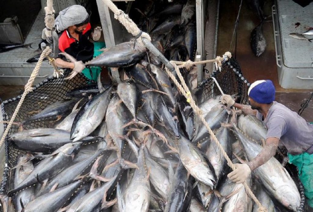 Overfishing, Conservation, Sustainability, and Farmed Fish · Fishing ...