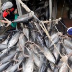 African Countries Agree to Commit to Electronic Monitoring, Tuna Transparency