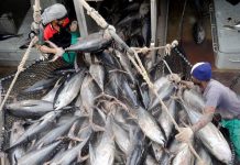 African Countries Agree to Commit to Electronic Monitoring, Tuna Transparency