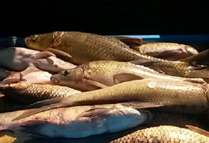 Yellow fish