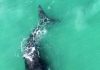 Drones Used to Research Southern Right Whales