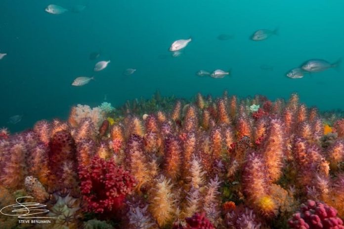 Steve Benjamin - Coral image WIld Coast IMG_0828