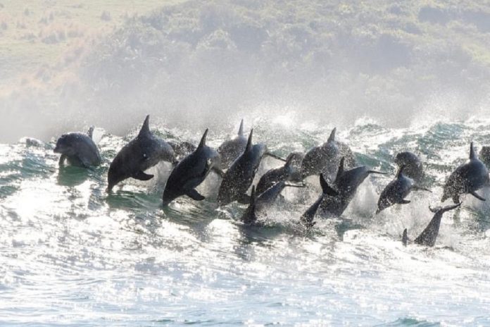 Steve-Benjamin-Wild-Coast-dolphins-IMG_0827