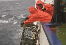 West Coast Rock Lobster Fishers Fight for More Quota Again