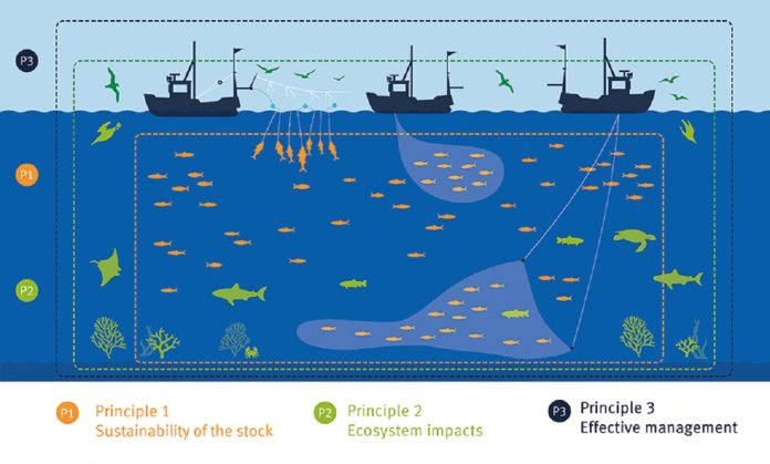 Three principles of the MSC Fisheries Standard_supplied by MSC