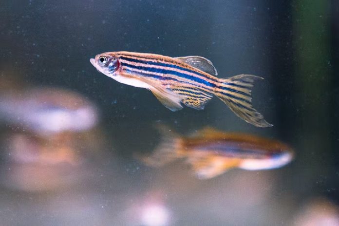 Zebra fish