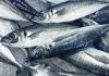 The Twist in the Tale of a Horse Mackerel Experiment that Went Wrong