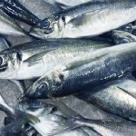 Trawling Regulations Eased for Wet-Landed Horse Mackerel Sector