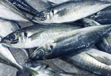 Trawling Regulations Eased for Wet-Landed Horse Mackerel Sector