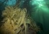Namibia Kelp Forest Project Gets Funding Boost