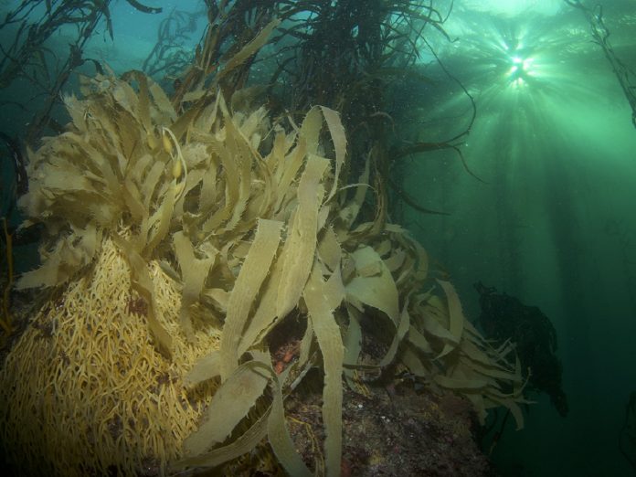Giant Kelp underwater forests. Photo credit Kelp Blue 2