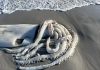 Another Giant Squid Washes Up