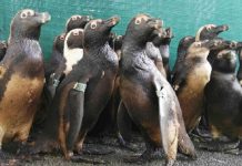 Have Your Say About the Proposed Oil Bunkering Regulations