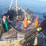 Appeal Decisions for Small Pelagics Sector to be Set Aside Again