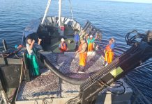 Appeal Decisions for Small Pelagics Sector to be Set Aside Again