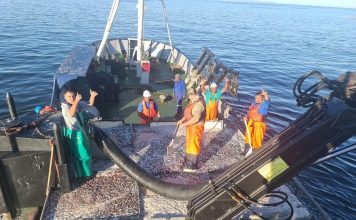 Sardine Mortality Update