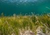 Spotlight on Seagrass Research and Restoration