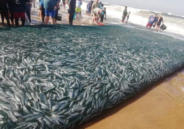 Sardine net first for 2022