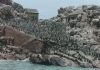 The Fine Line Between African Penguin Conservation and Commerce
