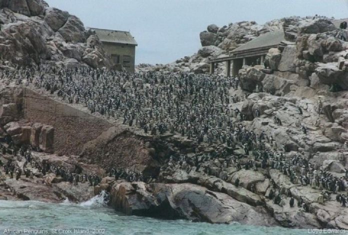 St-Croix-before-the-penguins-left-1