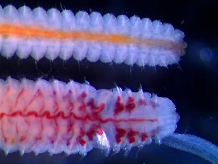 Worms in the sea article pic 1