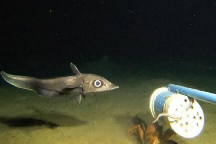 Hapuku wreckfish inspecting the camera