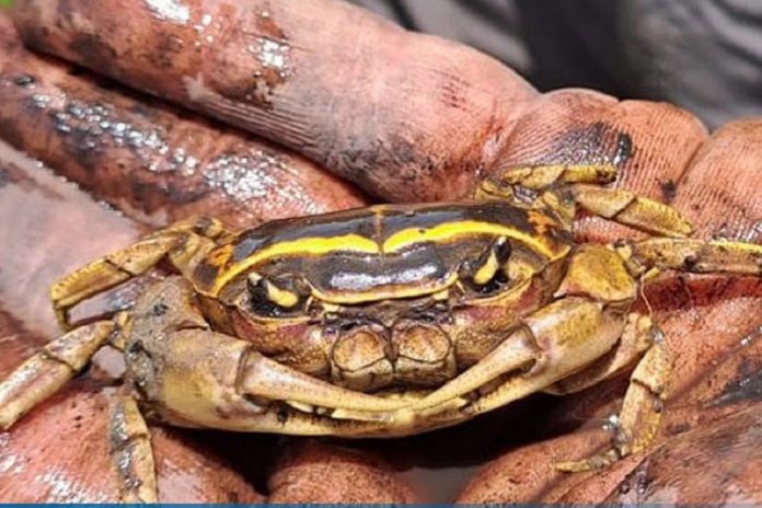 Peat borrowing crab