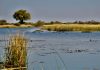 Oil Drilling Threatens the Okavango River Basin, Putting Water in Namibia and Botswana at Risk