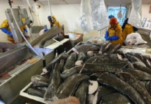 Millions on the Line as Braxton Shipping Continues to Fight Prejudice