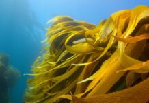 Seaweed Start-Up Selected for International Regenerative Farming Accelerator Programme