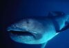 Rare Megamouth Shark Found in East Africa for the First Time. Why So Little is Known about it.