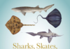 New Guide to Namibia’s Sharks, Skates, Rays and Chimaeras