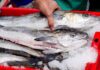 2026 Hake Fishing Permits Applications are Open