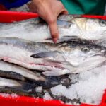 2026 Hake Fishing Permits Applications are Open
