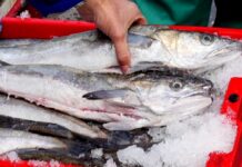 2026 Hake Fishing Permits Applications are Open