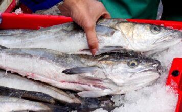2026 Hake Fishing Permits Applications are Open
