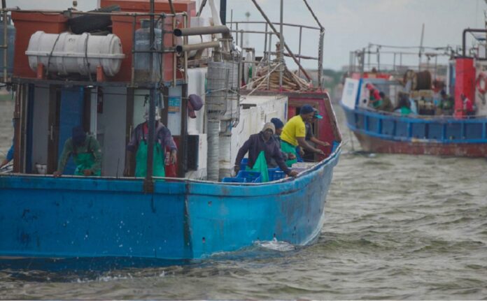squid fishery latest new photo