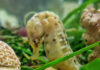 Endangered Knysna Seahorses on Display Again