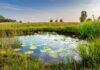 Zimbabwe Commits to Major Wetland Restoration and Protection