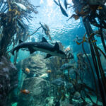 New Limits on Global Trade of Sharks